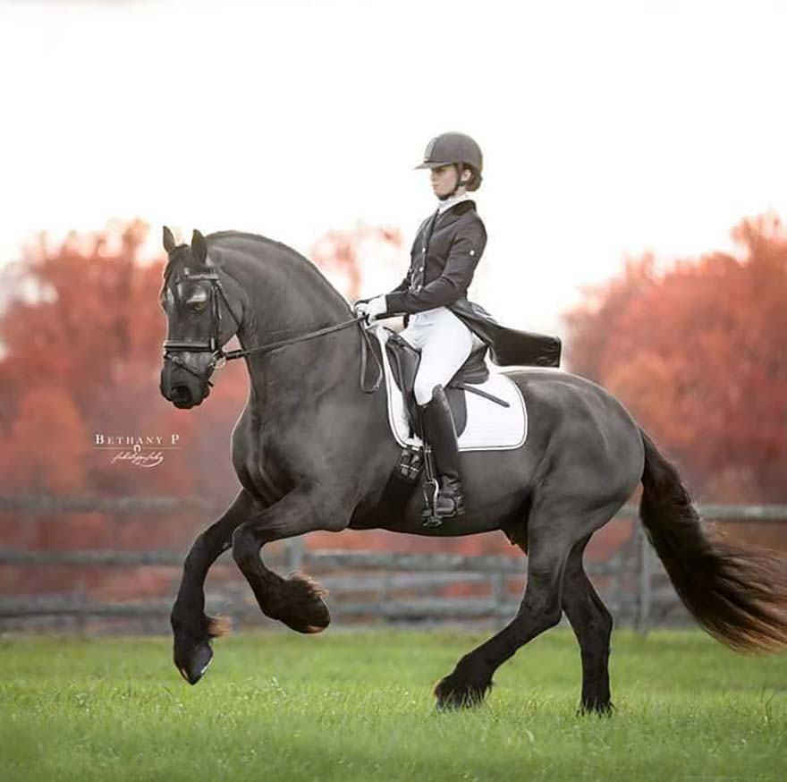Emily and Friesian stallion cantering